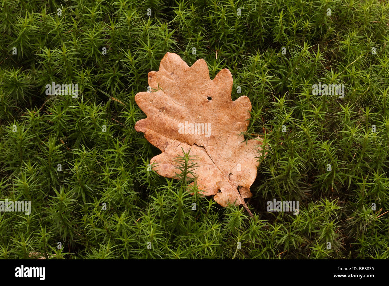 Gemeinsamen Haircap Moss, gemeinsame Haar Moos oder großer Goldilocks (Polytrichum Commune) mit Eichenblatt Stockfoto