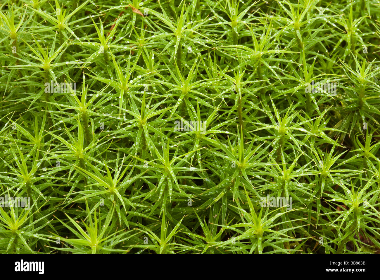 Gemeinsamen Haircap Moss, gemeinsame Haar Moos oder großer Goldilocks (Polytrichum Commune) Stockfoto
