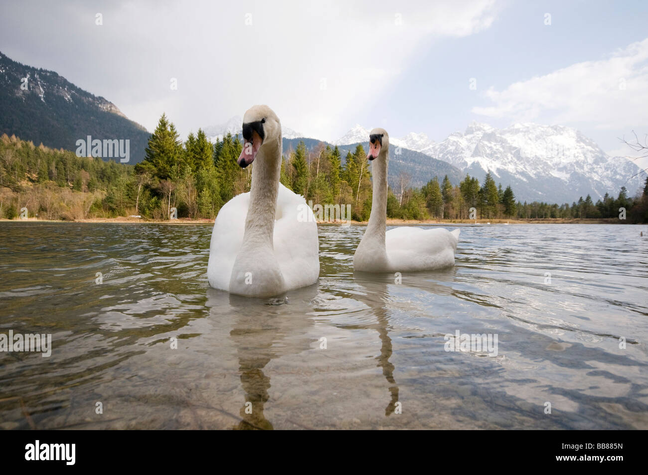 Schwäne (Cygnus Olor) an einem Flussufer stumm Stockfoto