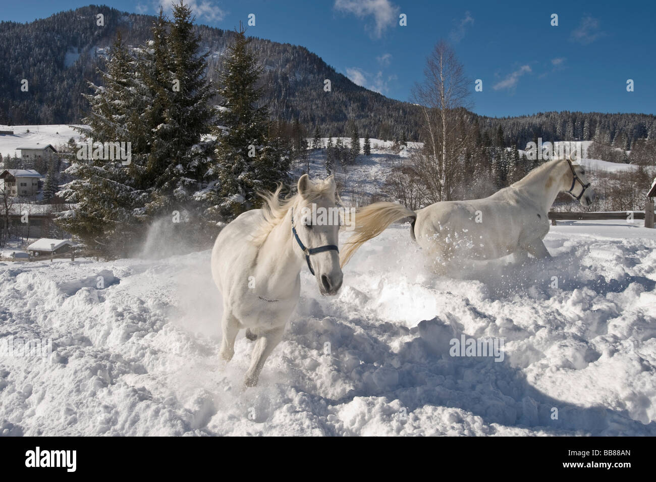 Lipizzaner Pferde auf winterlichen Koppel, Achenkirch, Tirol, Österreich Stockfoto