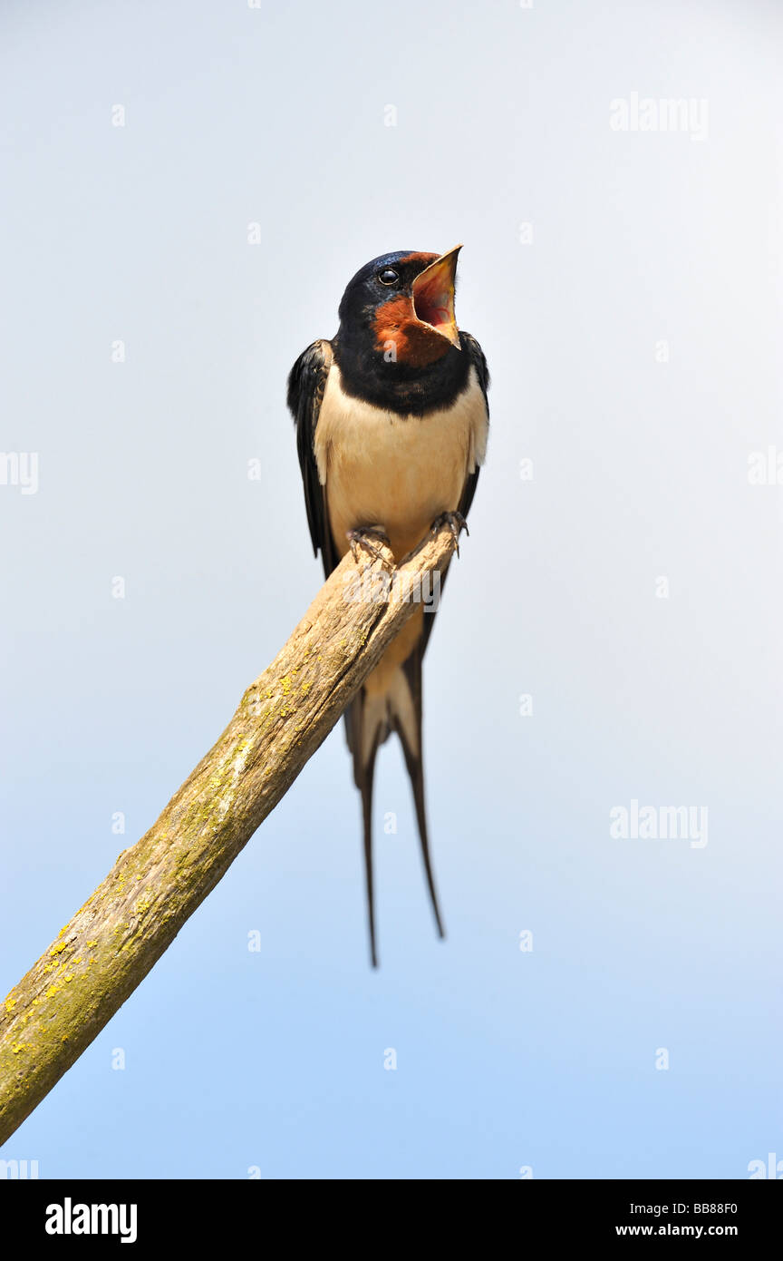 Schlucken. Hirundo Rustica singen. Französisch: Hirondelle Rustique Deutsch: Rauchschwalbe Spanisch: Golondrina Común Stockfoto