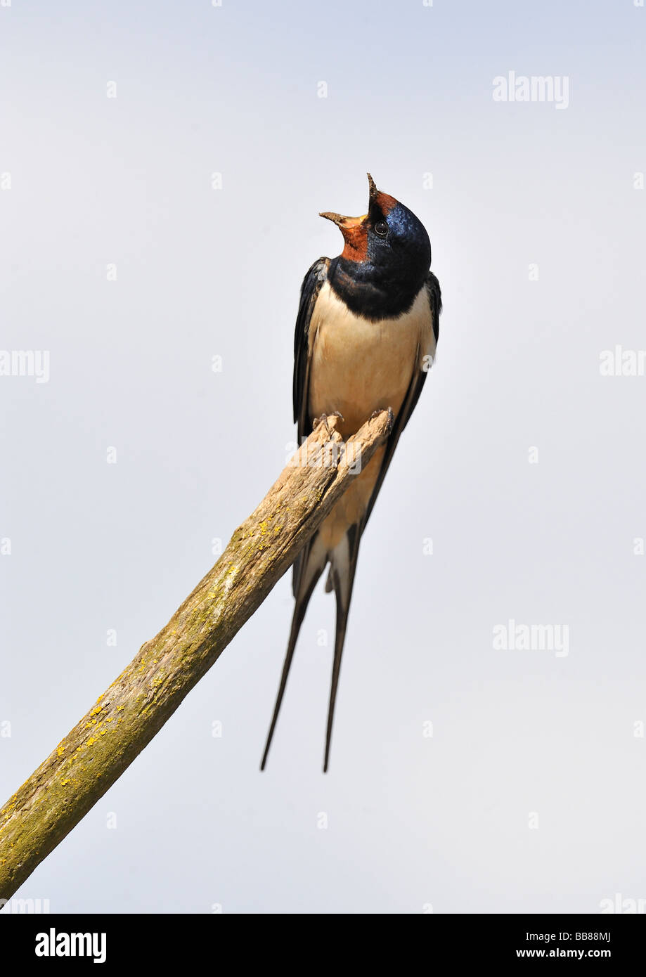 Schlucken. Hirundo Rustica mit Nistmaterial. Französisch: Hirondelle Rustique Deutsch: Rauchschwalbe Spanisch: Golondrina Común Stockfoto