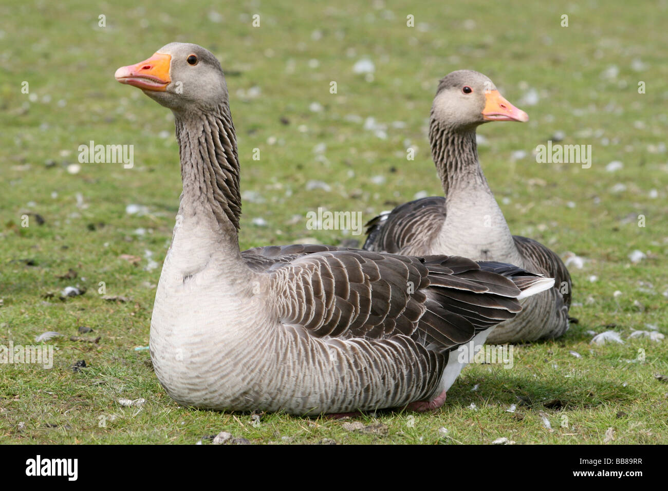 Paar der Graugans Gänse Anser Anser sitzen auf Rasen Stockfoto