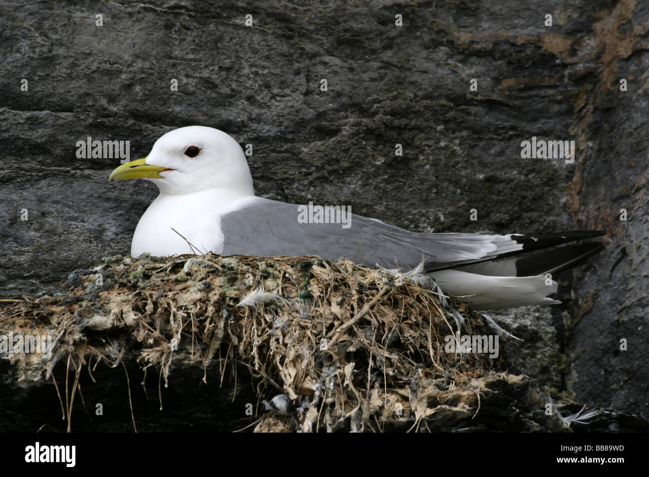 Schwarz-legged Kittiwake Rissa Tridactyla saß auf Sea Cliff Nest in Northumberland, England, UK Stockfoto