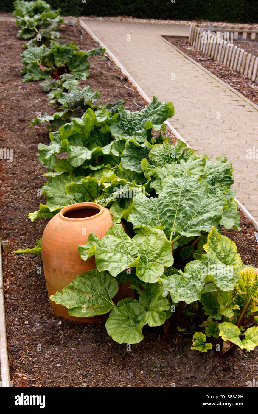 RHABARBER WÄCHST IN EINEM GEMÜSEGARTEN NEBEN KANOPE ZWINGEN. Stockfoto