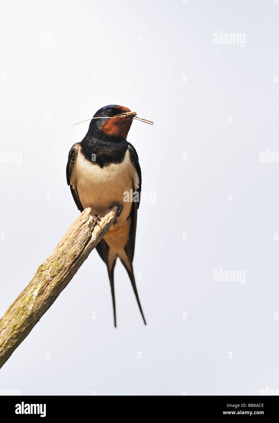 Schlucken. Hirundo Rustica mit Nistmaterial. Französisch: Hirondelle Rustique Deutsch: Rauchschwalbe Spanisch: Golondrina Común Stockfoto