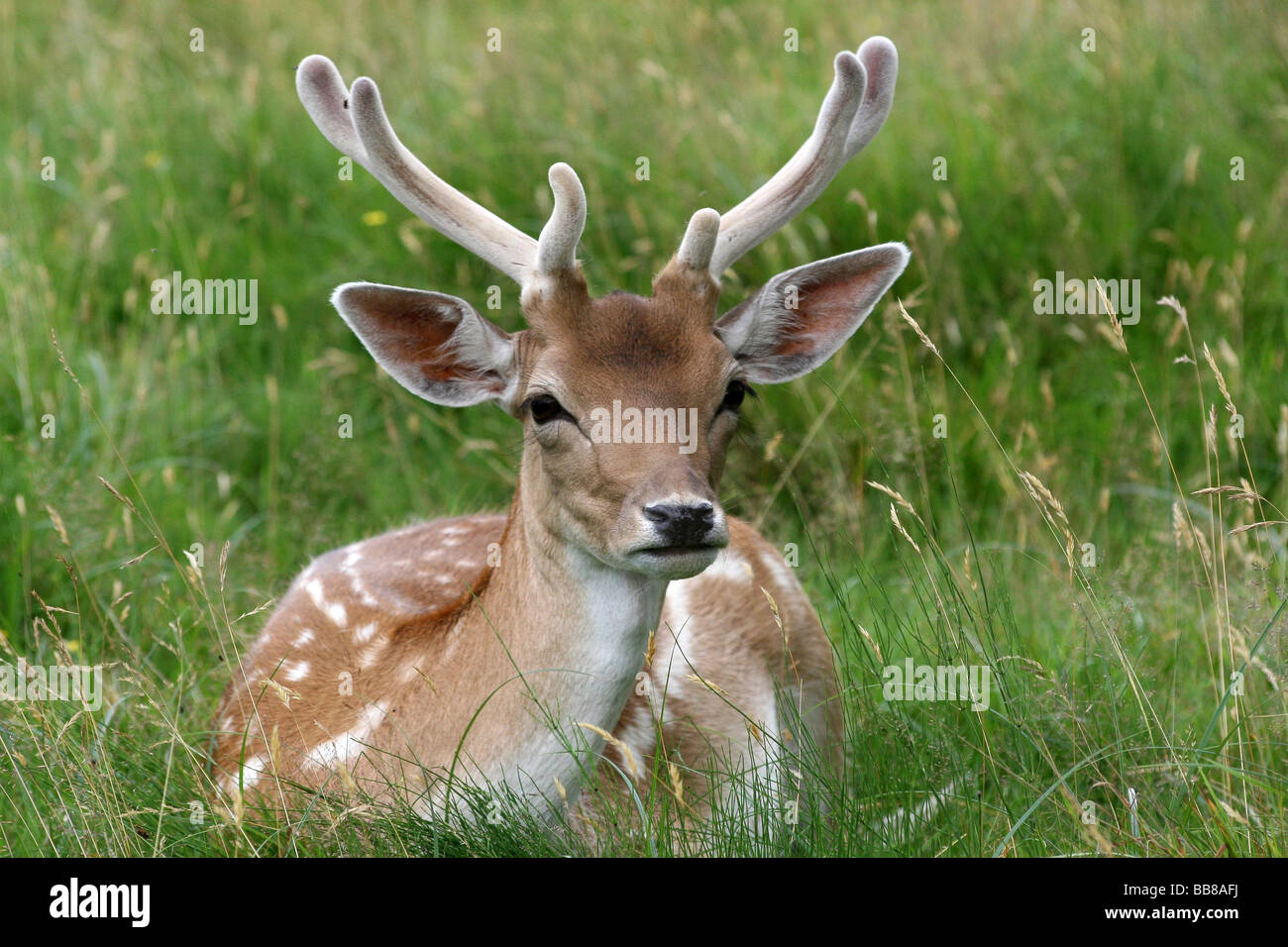 Fallow Deer Buck Dama Dama saß In Grass genommen Dunham Massey National Trust Reserve, Cheshire, UK Stockfoto