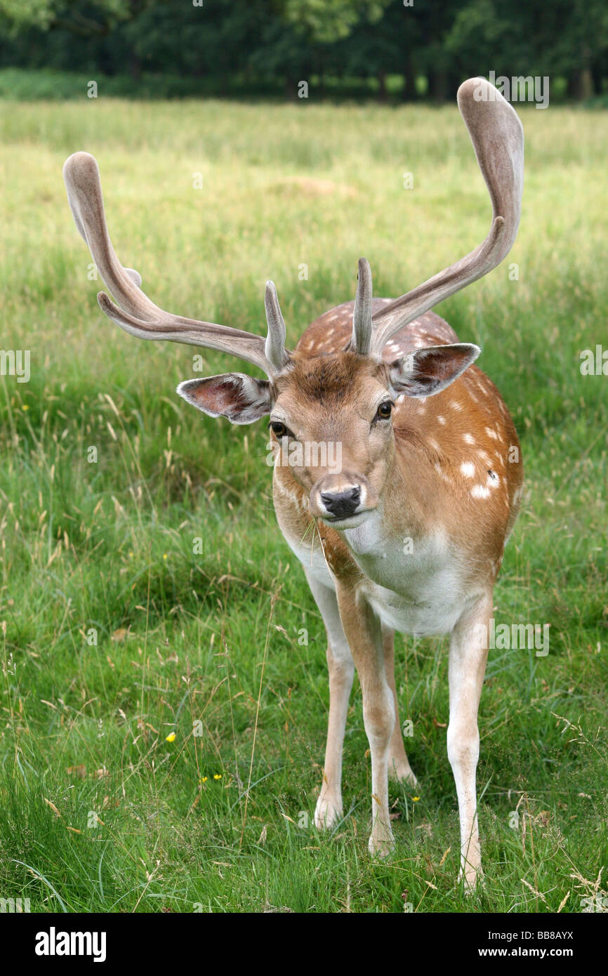 Porträt von neugierig Fallow Deer Buck Dama Dama samt teilgenommen an Dunham Massey National Trust Reserve, Cheshire, UK Stockfoto