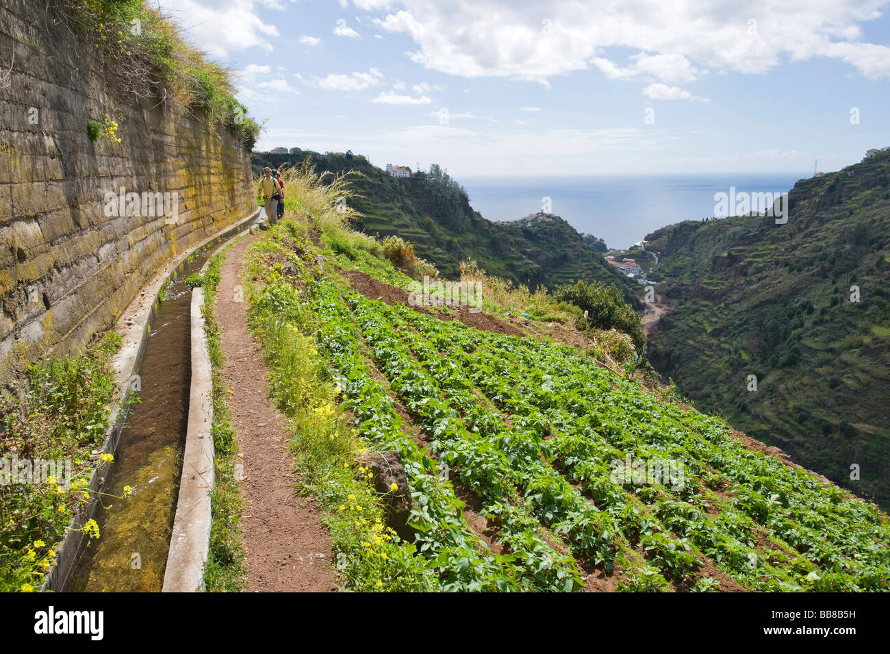 Gemüsegarten auf Levada Moinho, Madeira, Portugal Stockfoto