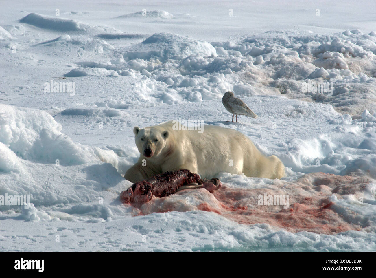 Eisbär Schlemmen auf einem Toten Siegel Stockfoto