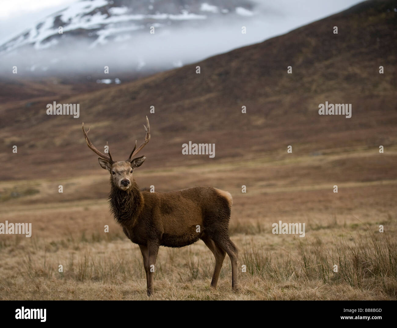 Rothirsch (Cervus Elaphus) in Schottland, Vereinigtes Königreich Stockfoto