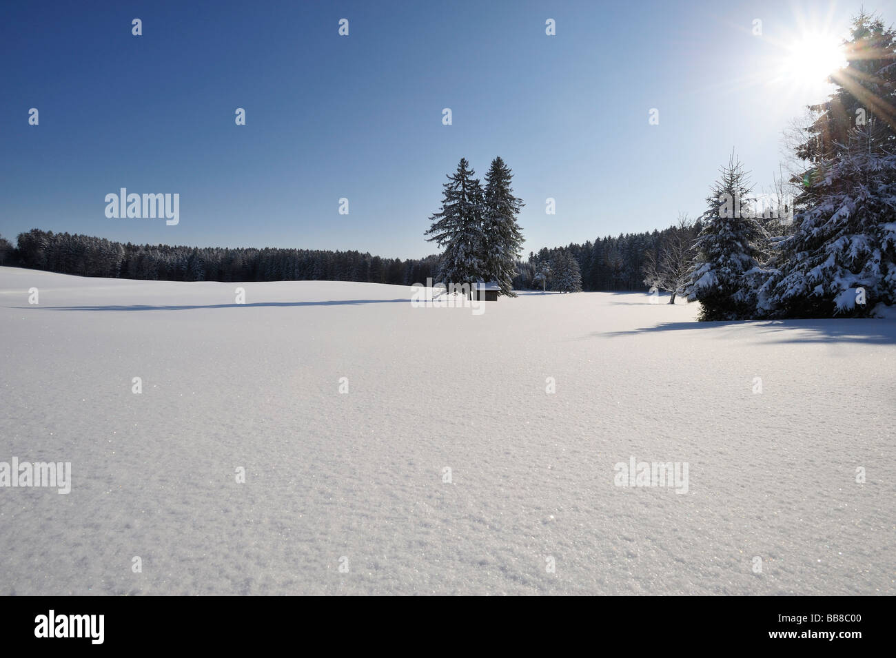 Winterlandschaft, Upper Bavaria, Bavaria, Germany Stockfoto