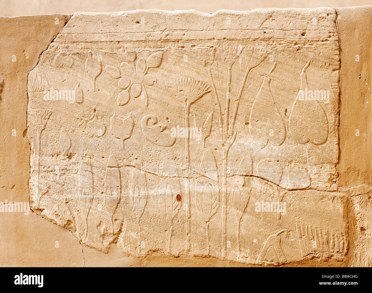 Relief mit Pflanze Grafiken, so genannte Botanischer Garten von Thutmosis III, Karnak Tempel, Luxor, Ägypten, Afrika Stockfoto