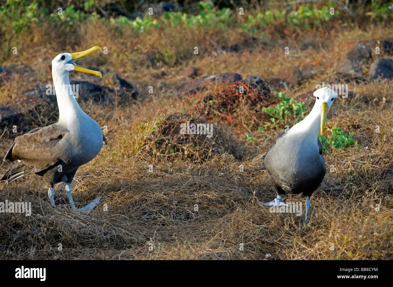 Winkte Albatross Altvögel während der Balz Ritual am Boden auf Espanola Insel, Galapagos, Pacific. Schnäbel klicken und zu Fuß Stockfoto