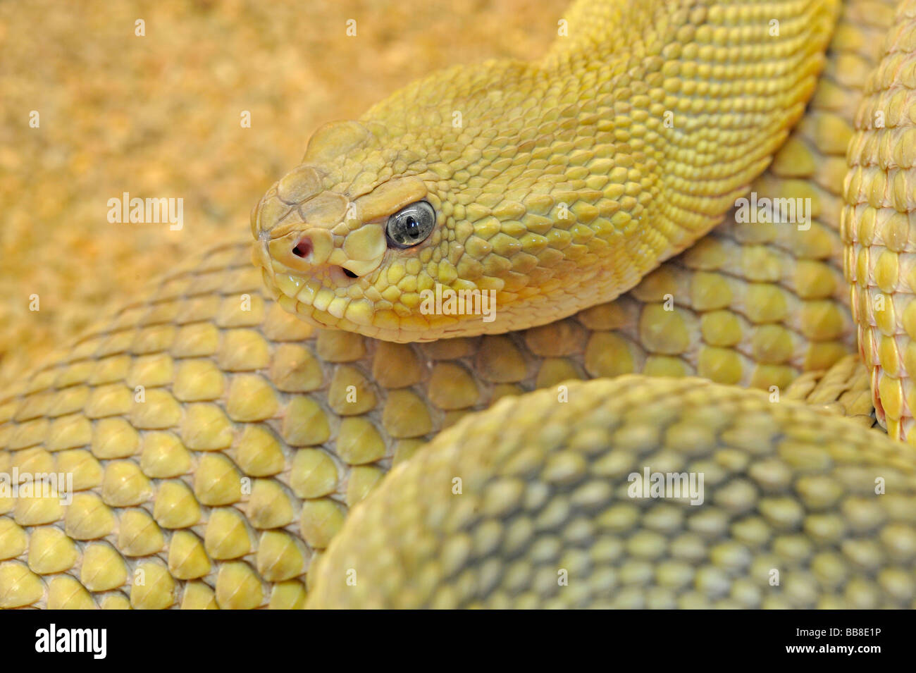 Mexikanische grüne Rattler (Crotalus Basiliskos), West-Mexiko Stockfoto