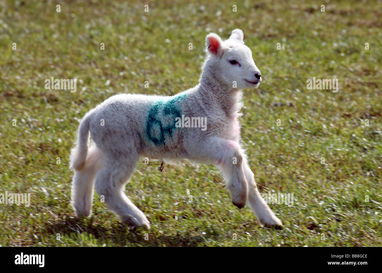 Eine einsame Neugeborenes Lamm in einem Feld Stockfoto