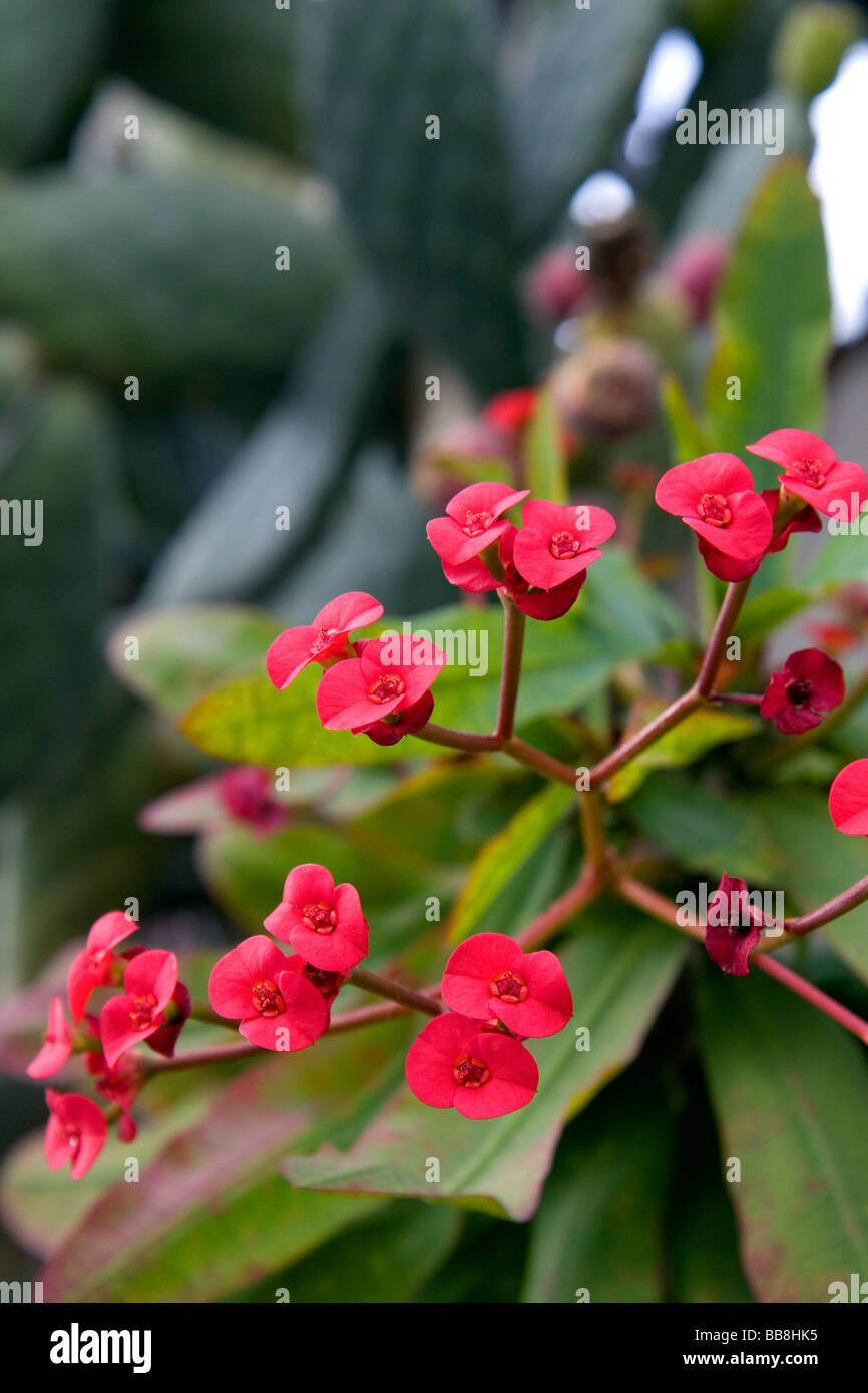 Die Blüten einer Euphorbia Milii bei San Juan Capistrano, Kalifornien USA Stockfoto