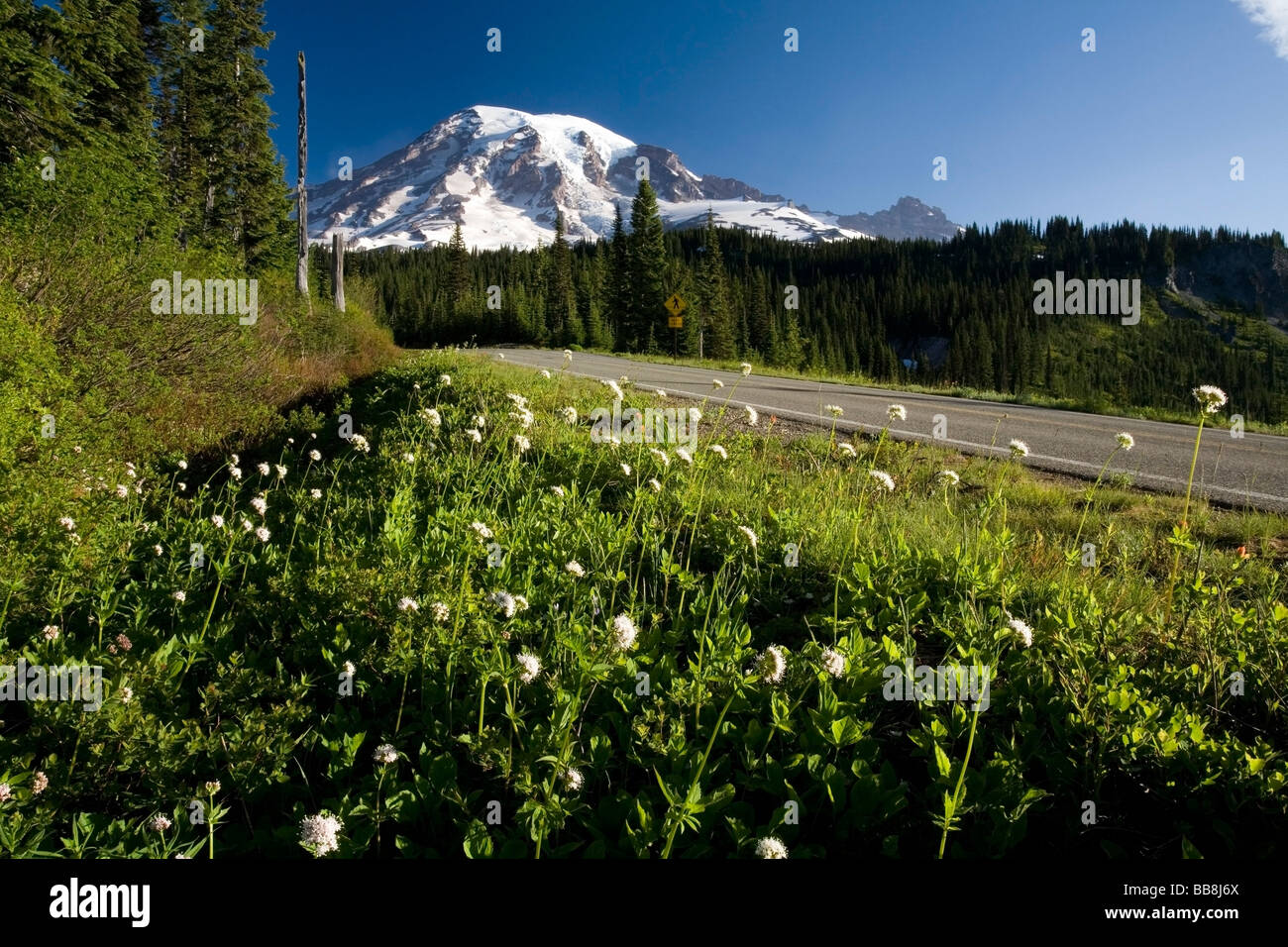 Wildblumen auf Straße, Mt. Rainier im Hintergrund; Mt Rainier Nationalpark, Washington State, USA Stockfoto