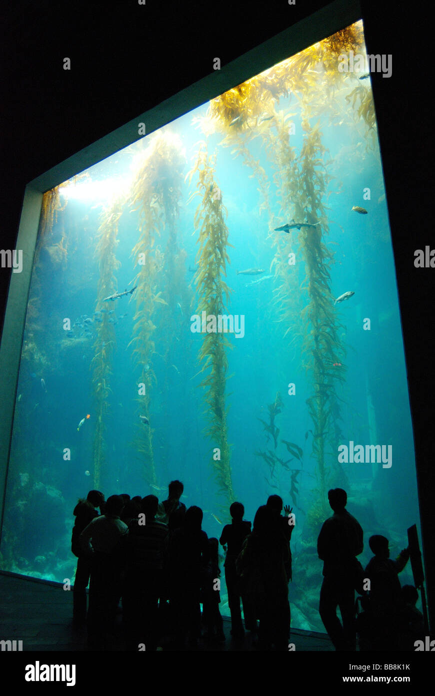 Menschen Sie Blick und bewundern Sie unter großen Algen, National Museum of Marine Biology und Aquarium, Taiwan, Asien Stockfoto