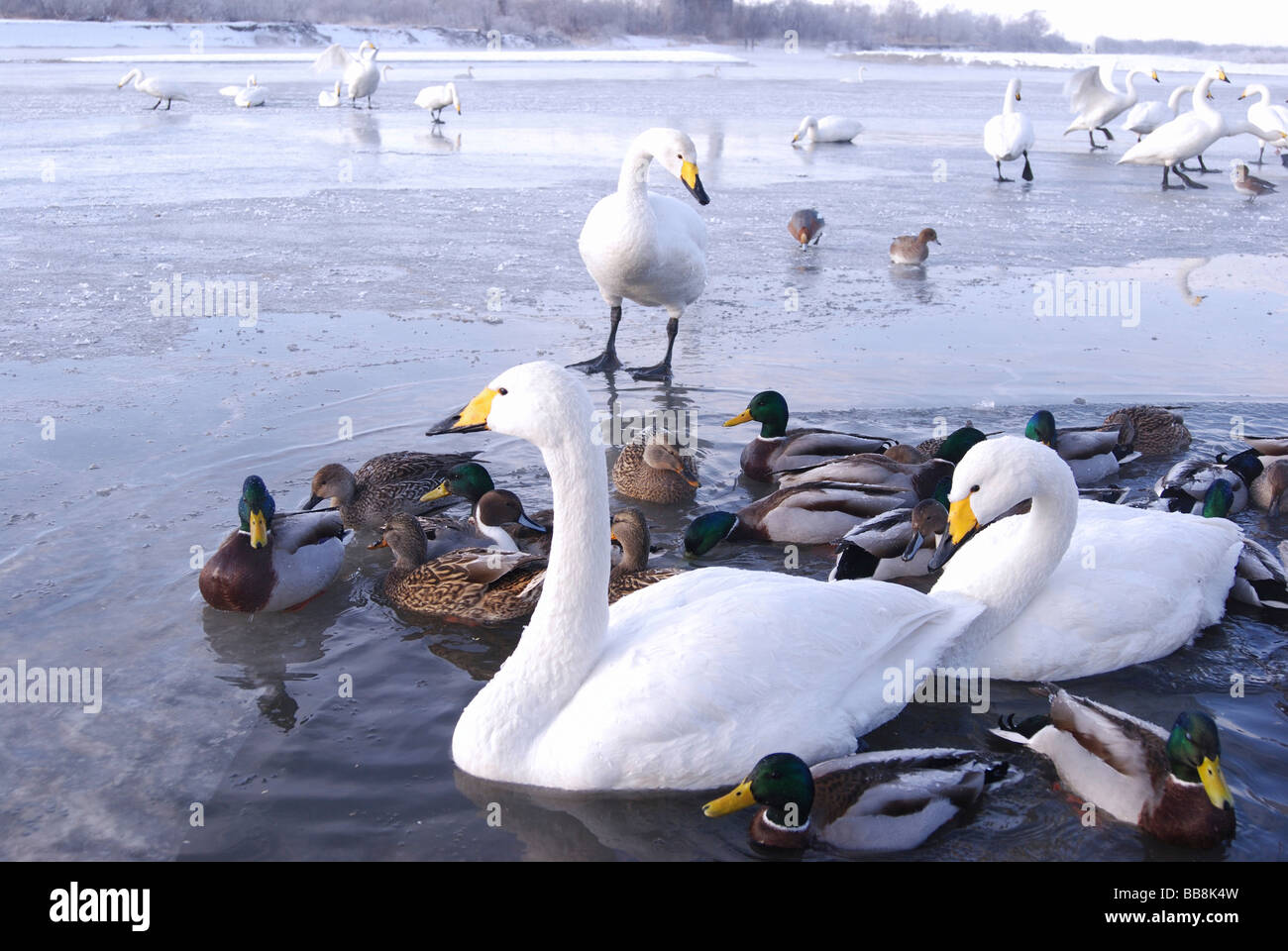 Schwäne und Enten auf einem Fluss, winter, Eis, Japan, Asien Stockfoto