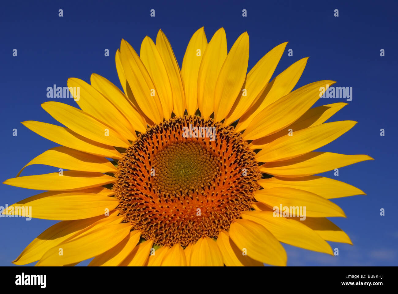 gelbe Sonnenblumen hautnah Stockfoto