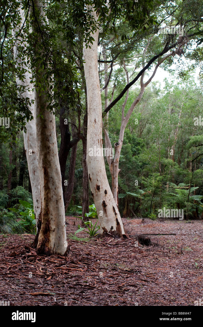 Coffs Harbour Botanic Gardens Gum Bäumen NSW Australia Stockfoto