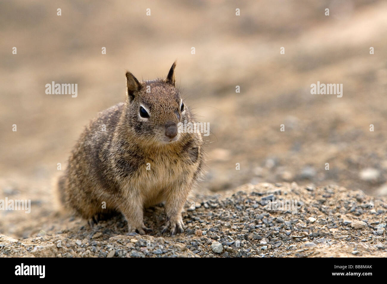 California Grundeichhörnchen in Süd-Kalifornien USA Stockfoto