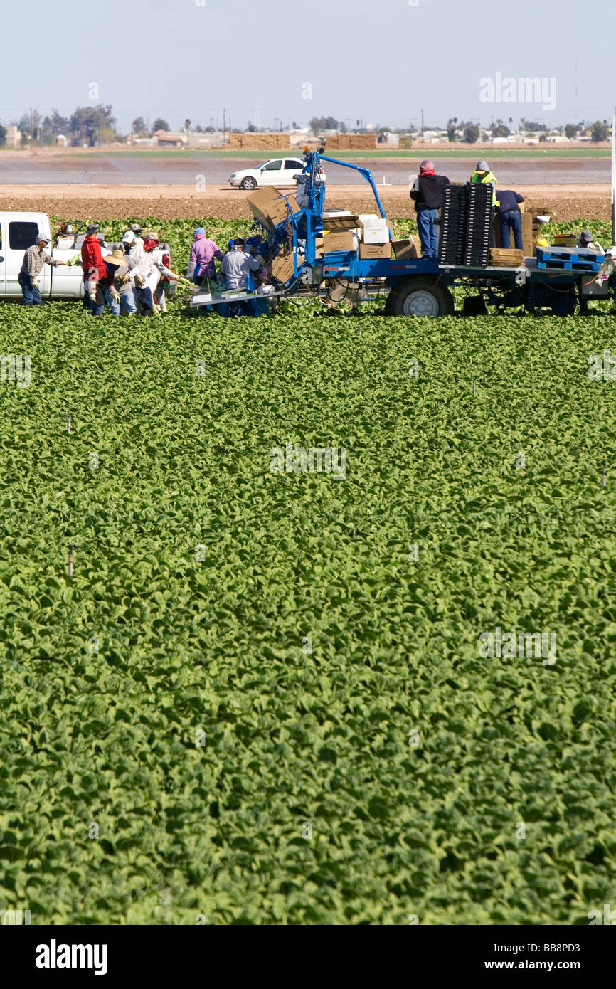 Romain Salat Ernte im Imperial Valley in der Nähe von El Centro südliche Kalifornien USA Stockfoto