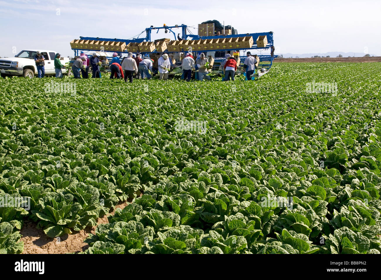 Romain Salat Ernte im Imperial Valley in der Nähe von El Centro südliche Kalifornien USA Stockfoto