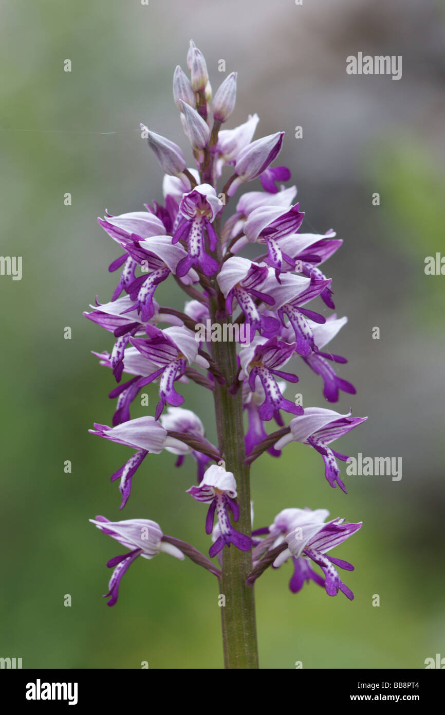 Militärische Orchidee (Orchis Militaris) Stockfoto