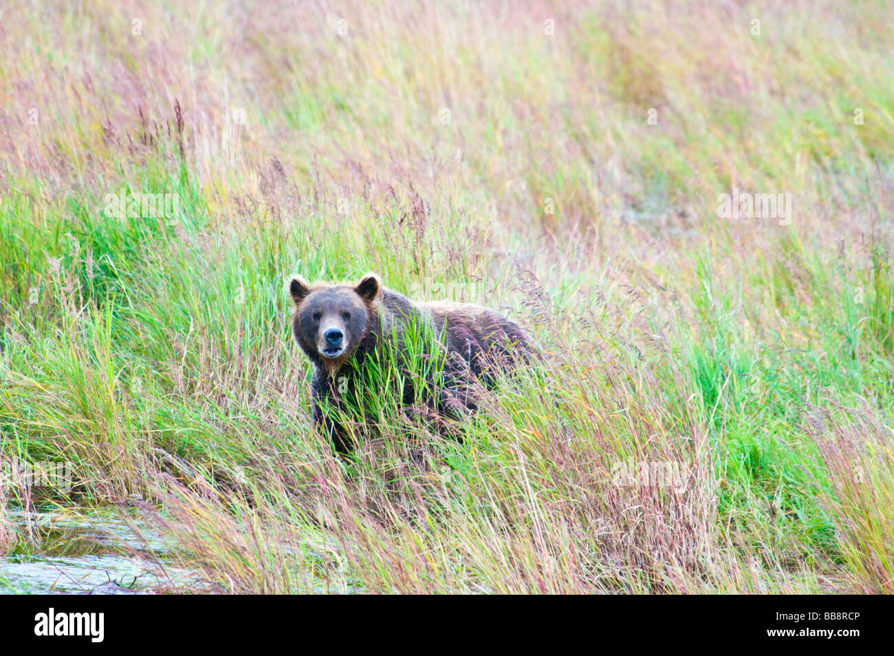 Grizzly Bär, Ursus Arctos Horriblis, Brooks River, Katmai Nationalpark, Alaska, USA Stockfoto