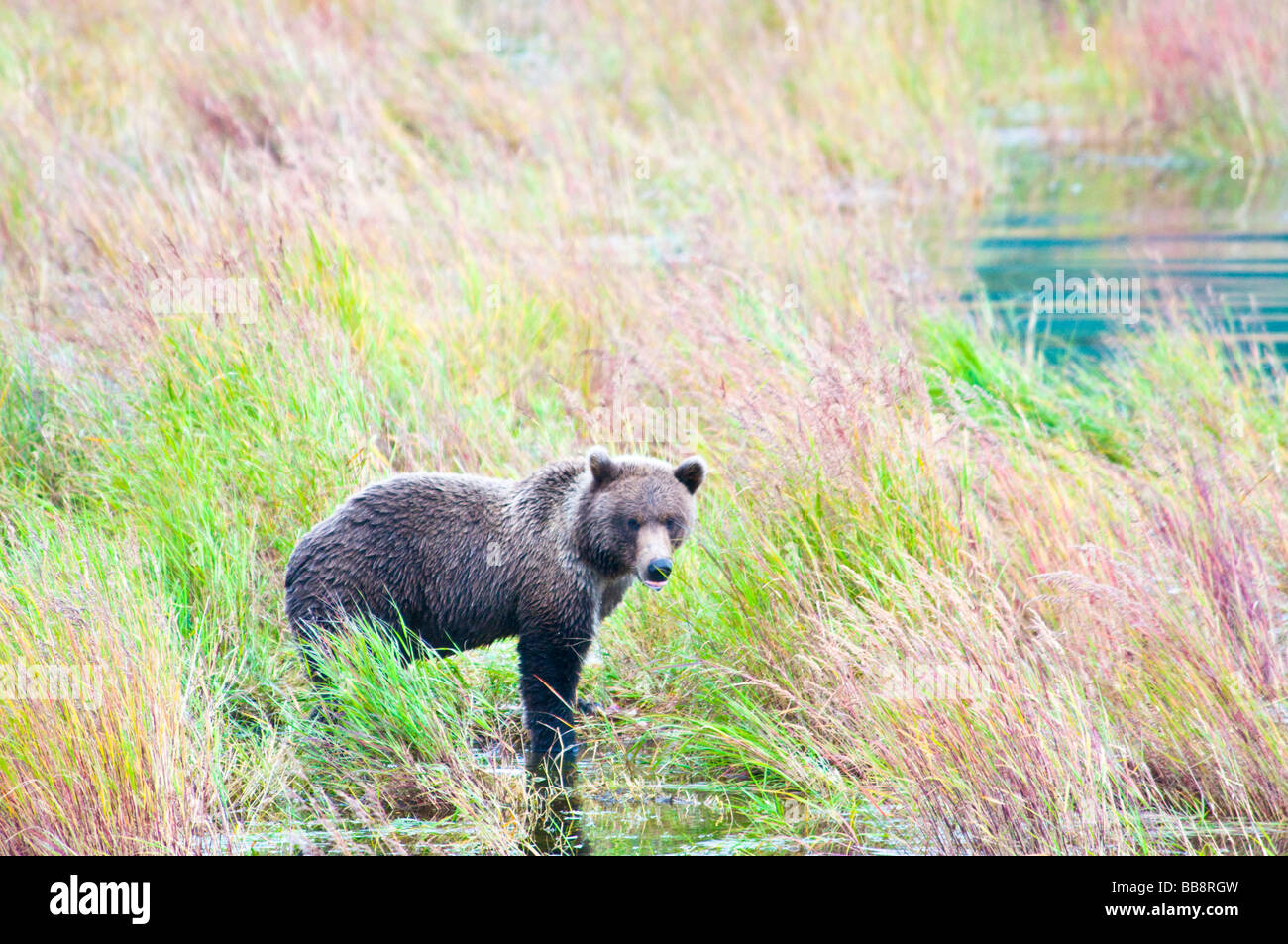 Grizzly Bär, Ursus Arctos Horriblis, Brooks River, Katmai Nationalpark, Alaska, USA Stockfoto