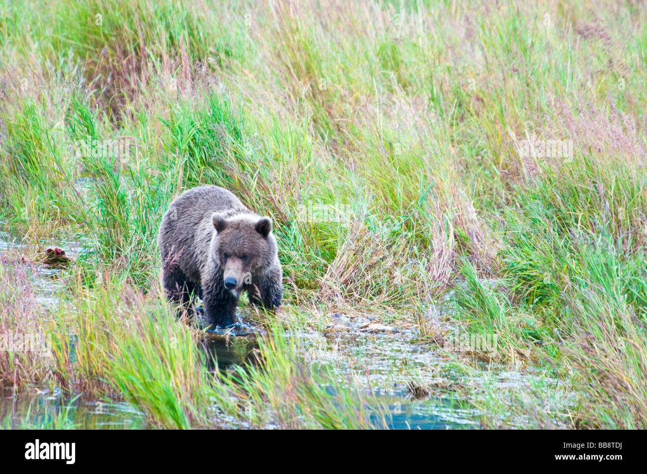 Grizzly Bär, Ursus Arctos Horriblis, Brooks River, Katmai Nationalpark, Alaska, USA Stockfoto