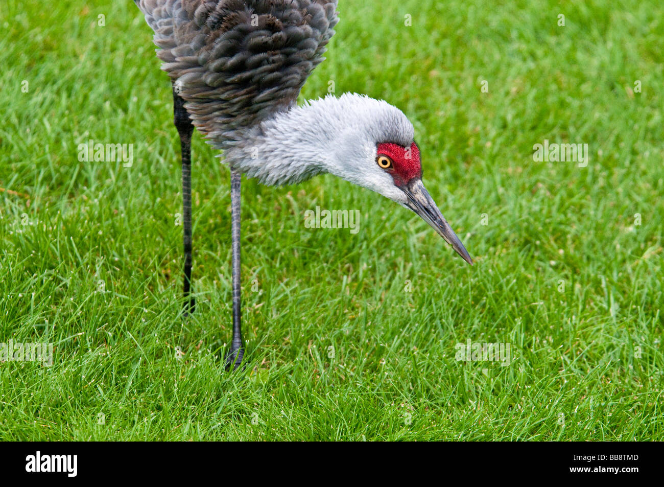 Geringerem Sandhill Kran Grus Canadensis Canadensis, Homer, Alaska, USA Stockfoto