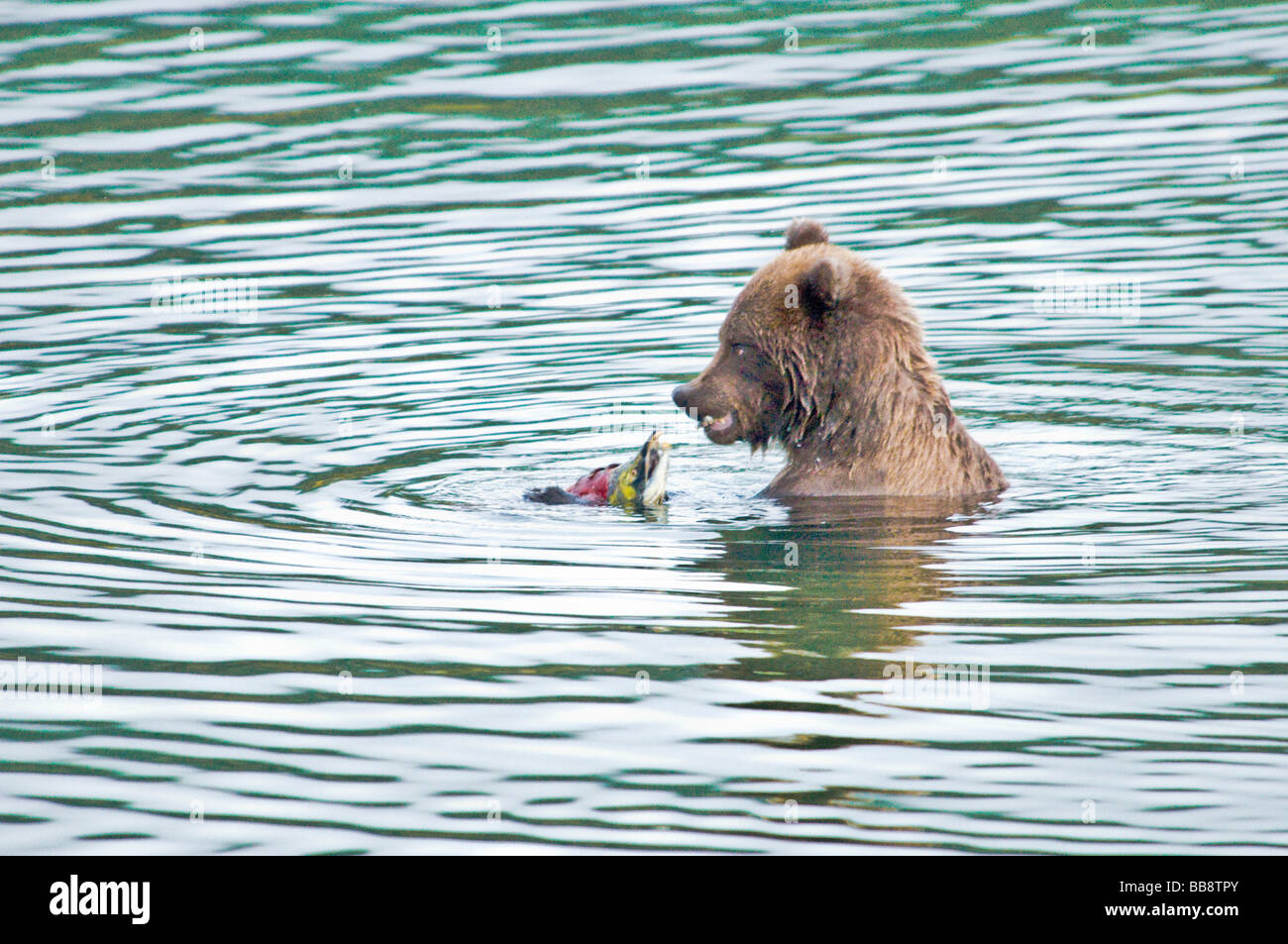 Grizzly Bear Nase an Nase mit Lachs Ursus Arctos Horriblis, Brooks River, Katmai Nationalpark, Alaska, USA Stockfoto