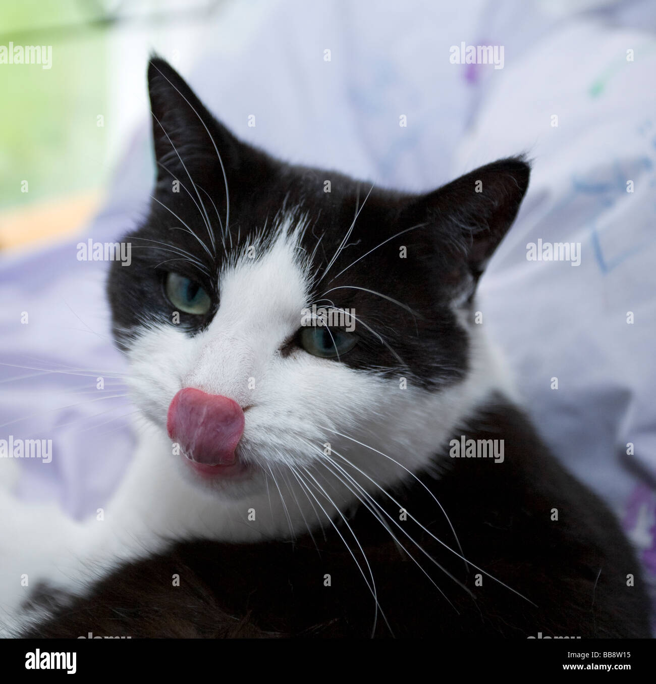 Ein erwachsenes Weibchen schwarz-weisse Katze (Felis catus) leckt ihre Lippen und ihre Nase gleichzeitig berühren. Stockfoto