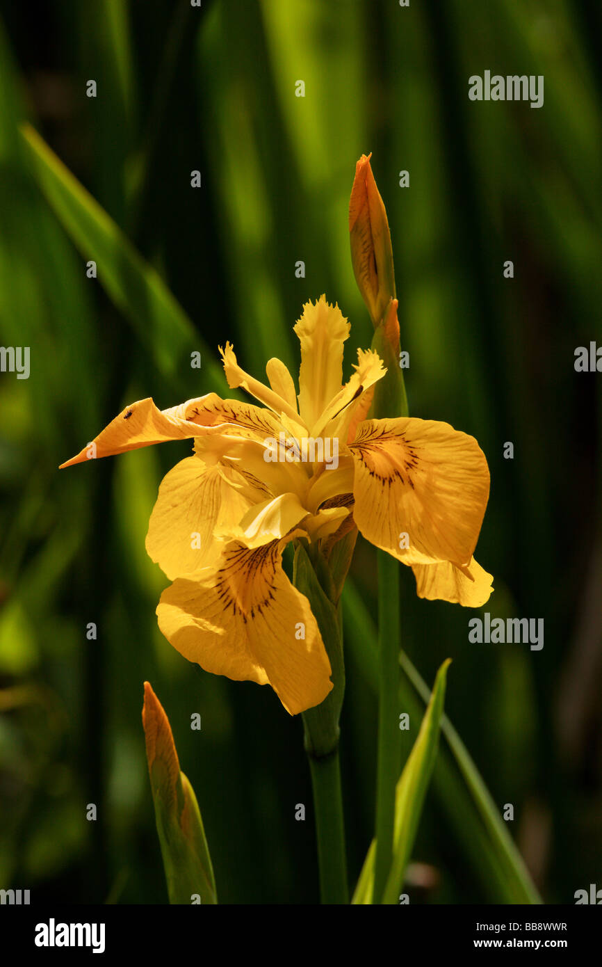 Iris pseudacorus Stockfoto