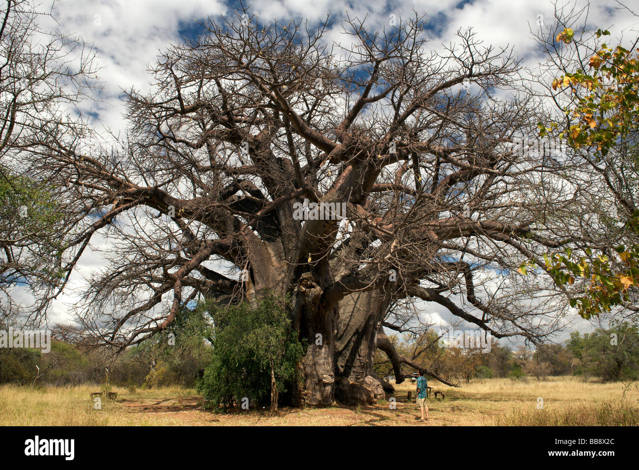 Ein Mann ist in den Schatten gestellt durch die großen Baum eine 3000 Jahre alte Baobab Baum in der Provinz Limpopo, Südafrika. Stockfoto