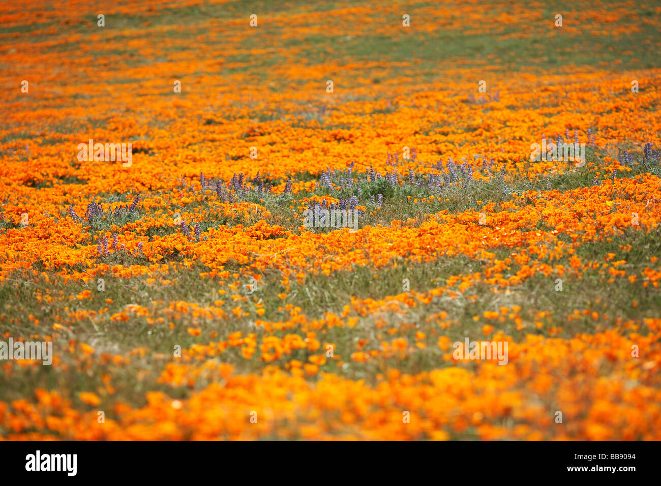 Antelope Valley California Poppy Reserve - California State Park Stockfoto