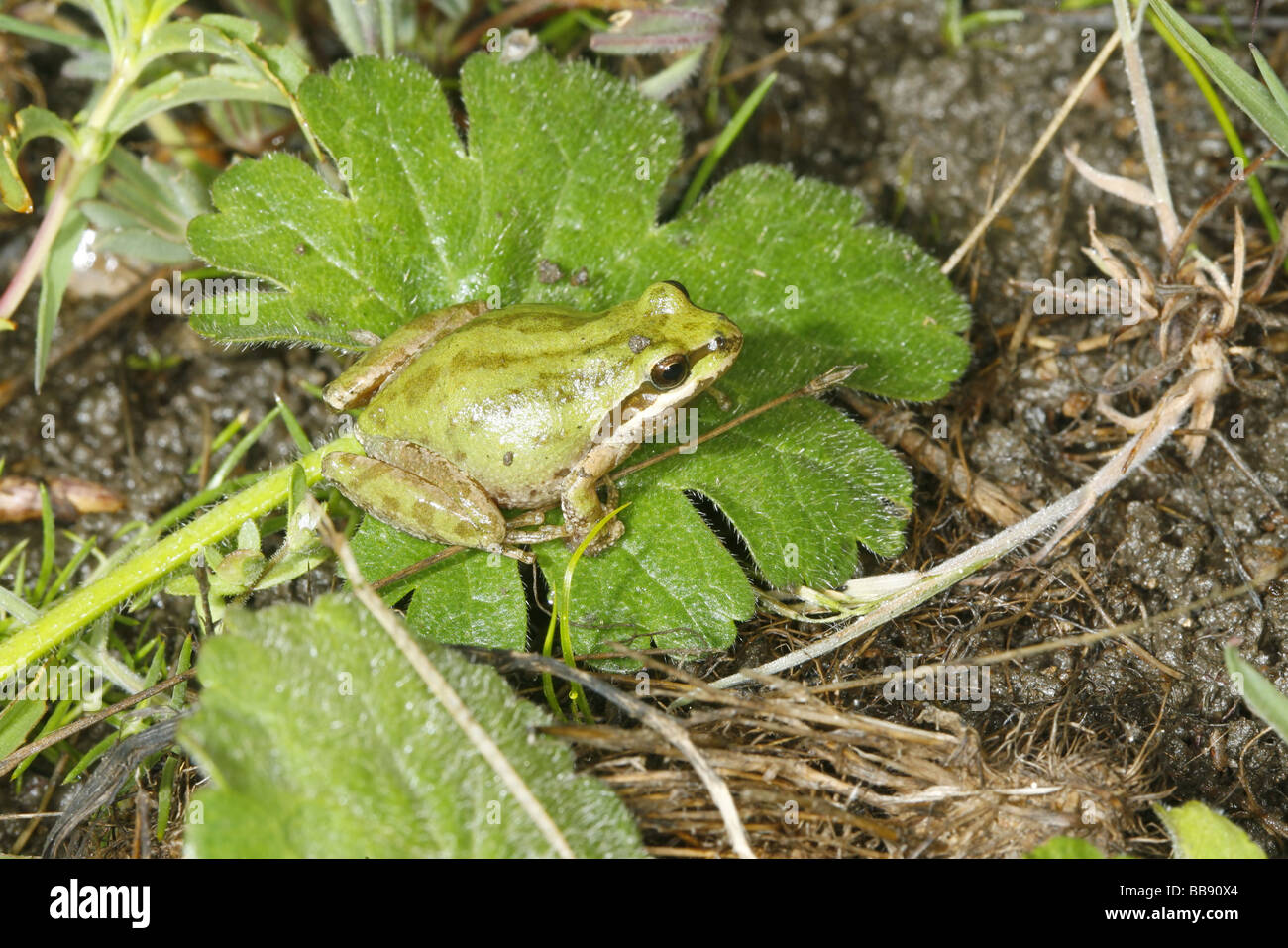 Pazifische Laubfrosch Stockfoto