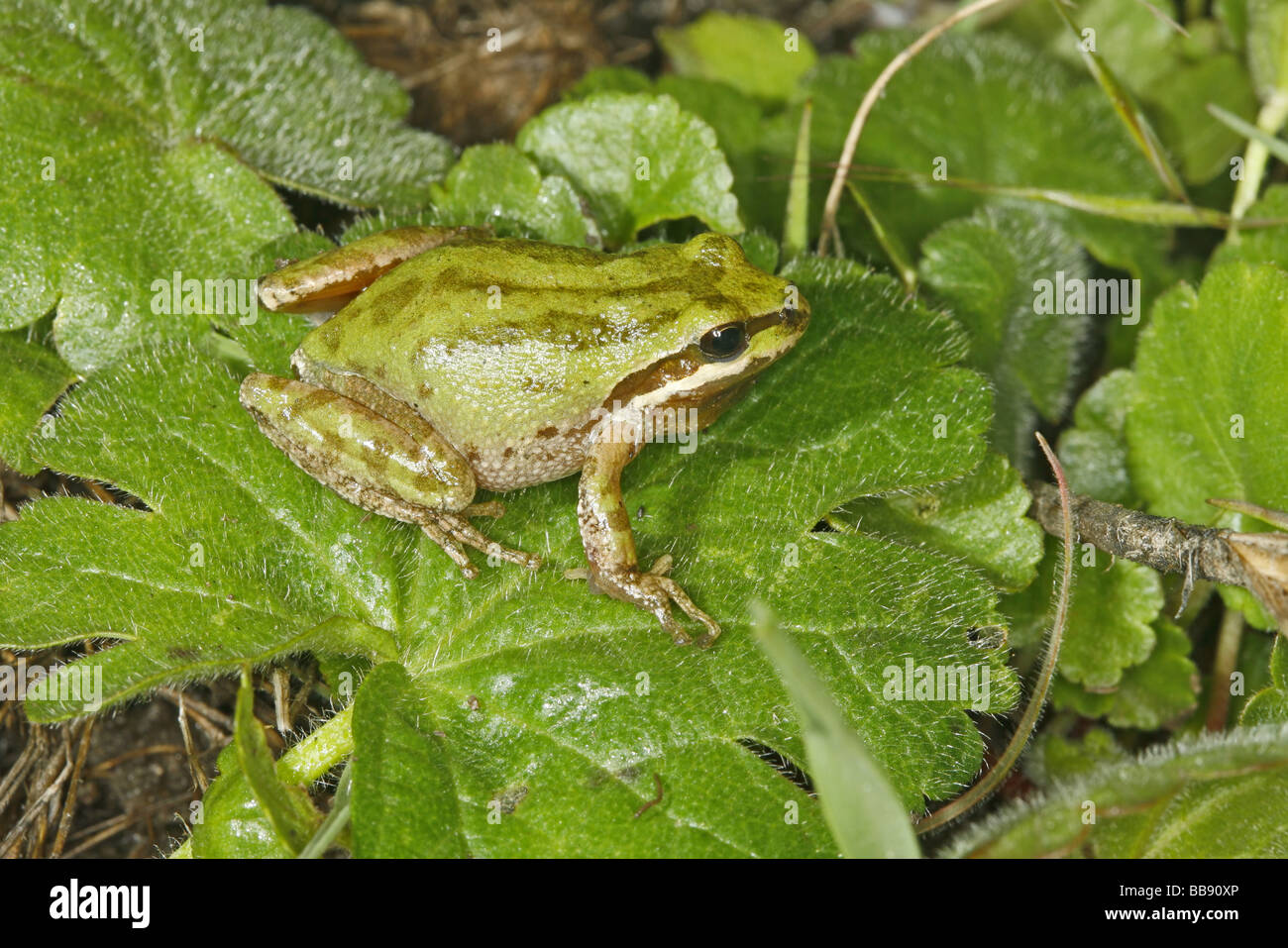 Pazifische Laubfrosch Stockfoto