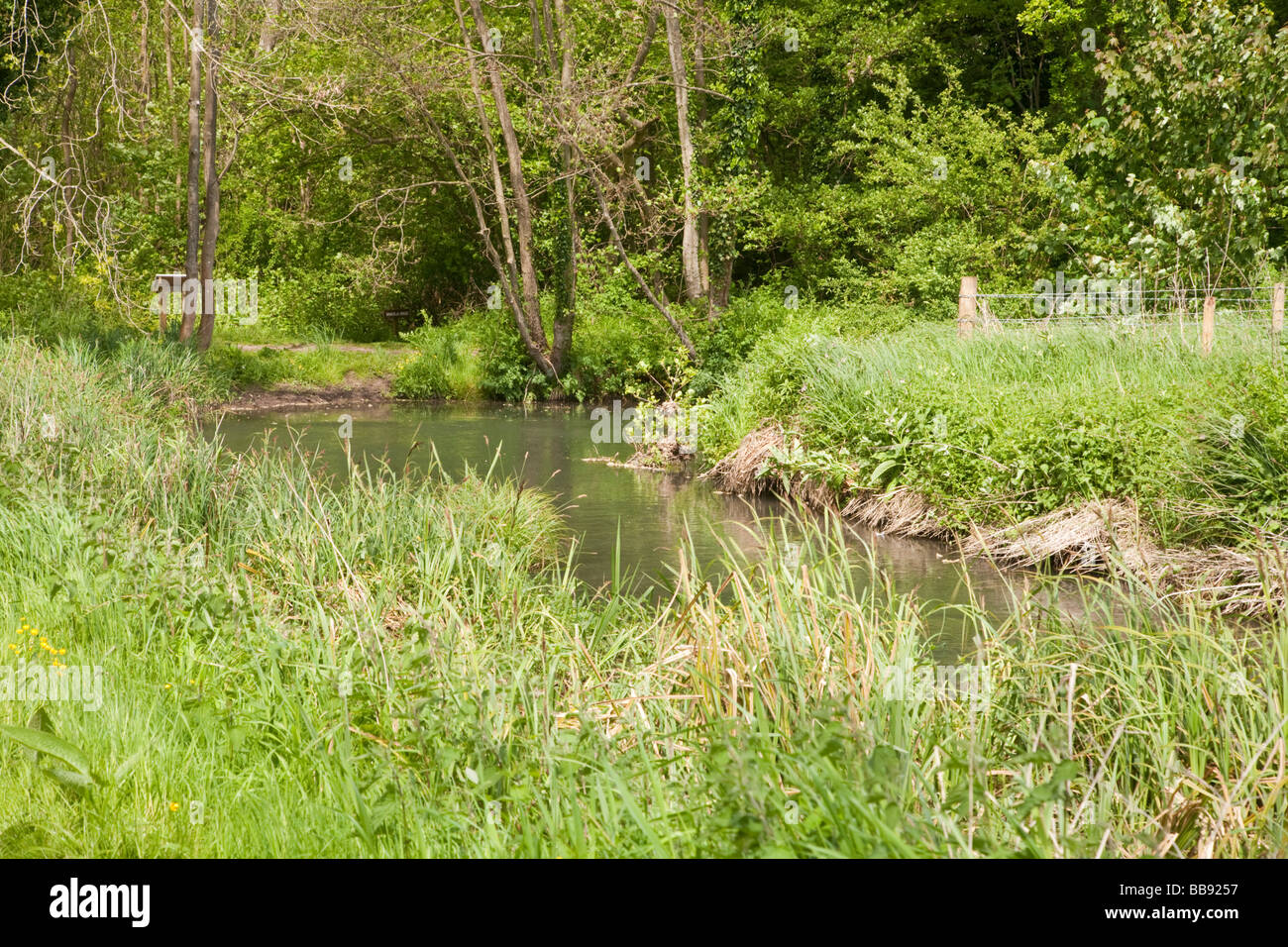 Fluss-Pang entlang der Hogmoor Nature Trail Fuß in der Nähe von Tidmarsh Berkshire Uk Stockfoto