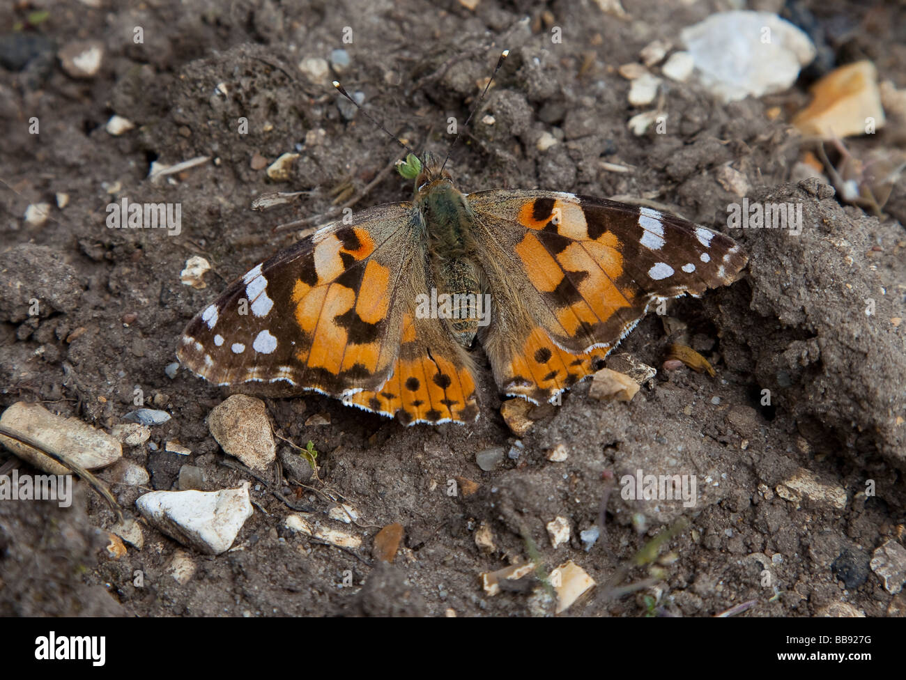 Schmetterling Distelfalter Vanessa Cardui Spannweite 60mm Stockfoto