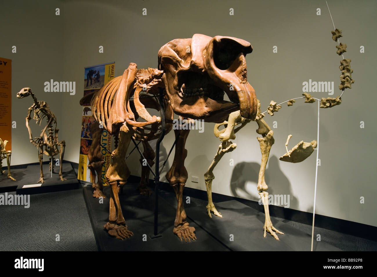 Diprotodon-Skelett auf einem Dinosaurier-Ausstellung in der South Australian Museum.  Adelaide, South Australia, Australien Stockfoto