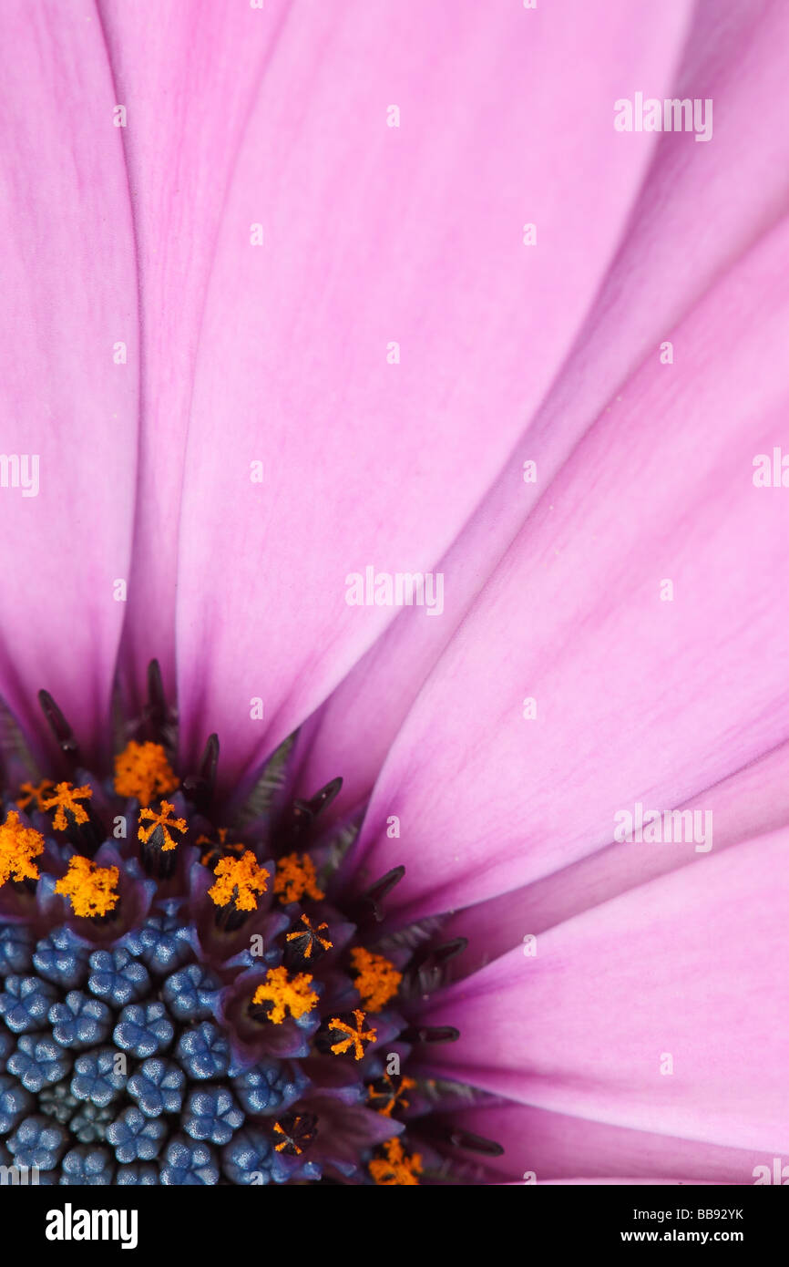 Osteospermum Flower Portrait Stockfoto