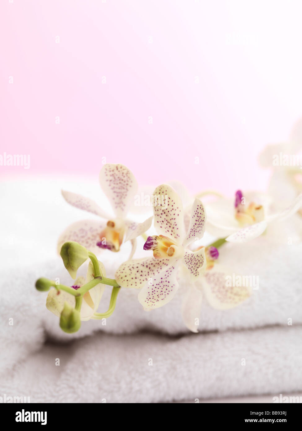 Weiße Phalaenopsis Blüten auf einem Handtuch Stockfoto