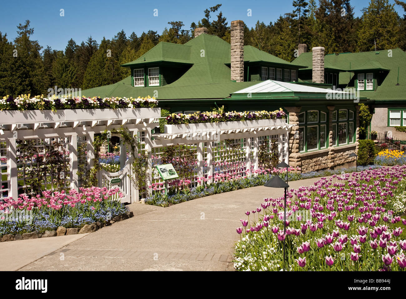 Tulpen im Frühling blühen Sunny in Butchart Gardens Victoria BC Kanada Stockfoto