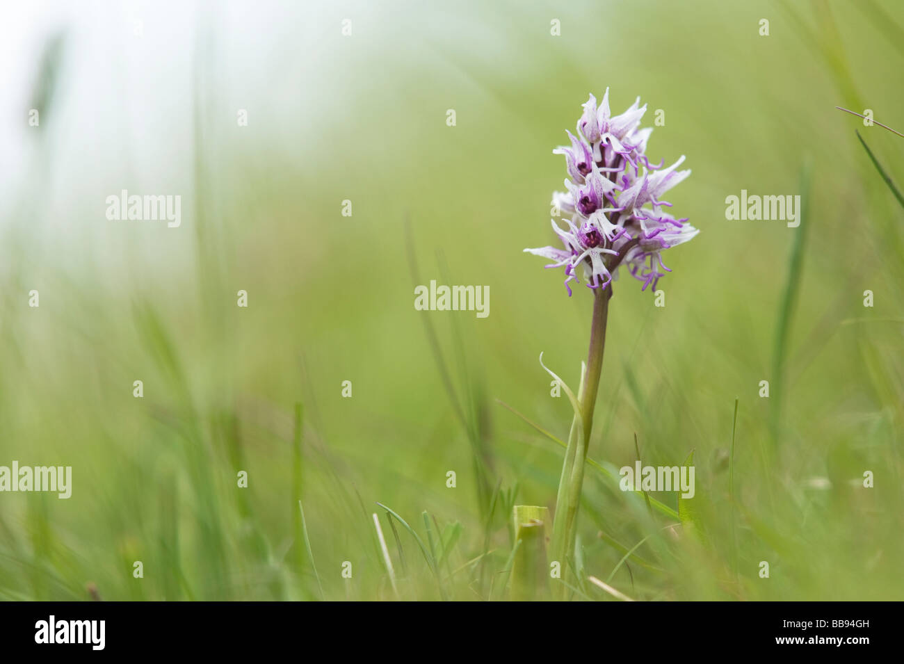 Orchis Simia. Affe Orchidee blüht in der englischen Landschaft. Hartslock Naturschutzgebiet, Göring am Thames, Oxfordshire, England Stockfoto