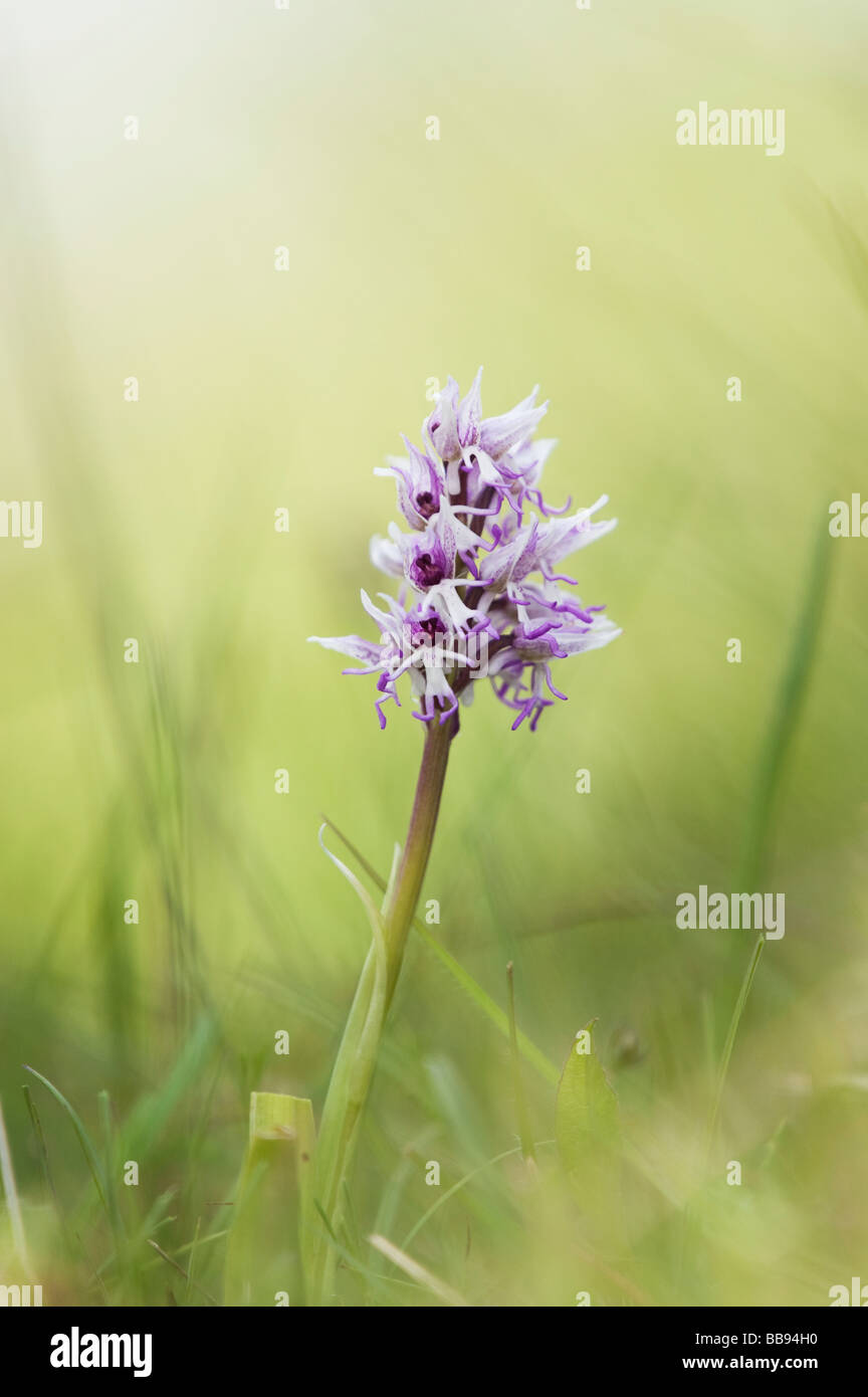 Orchis Simia. Affe Orchidee blüht in der englischen Landschaft. Hartslock Naturschutzgebiet, Göring am Thames, Oxfordshire, England Stockfoto