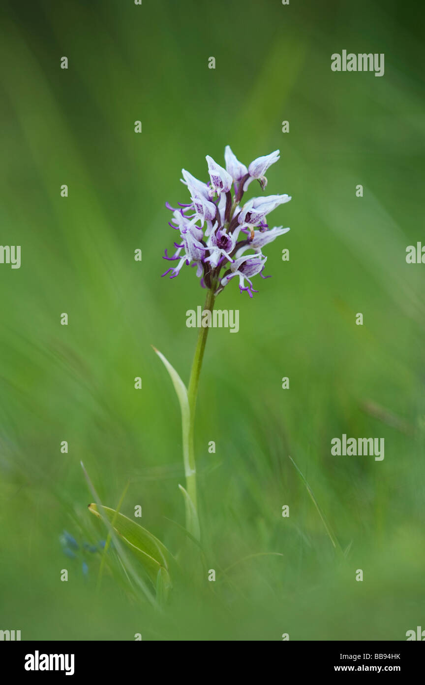 Orchis Simia. Affe Orchidee blüht in der englischen Landschaft. Hartslock Naturschutzgebiet, Göring am Thames, Oxfordshire, England Stockfoto